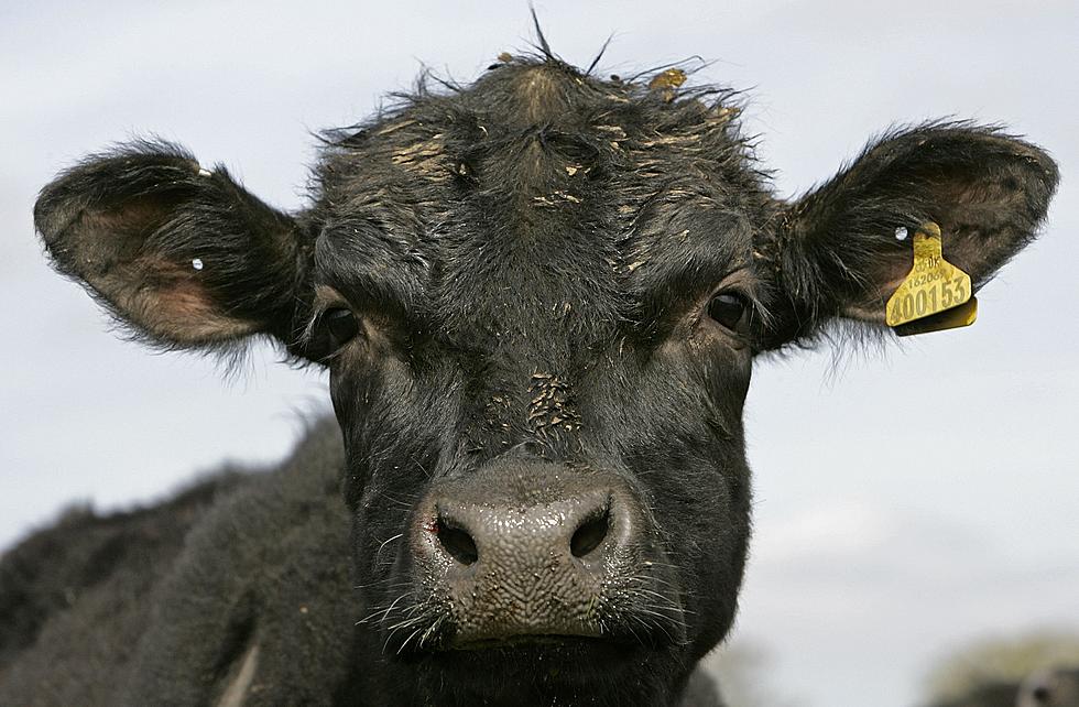 Rabid Cow Exposes Two People to Rabies in Upstate New York