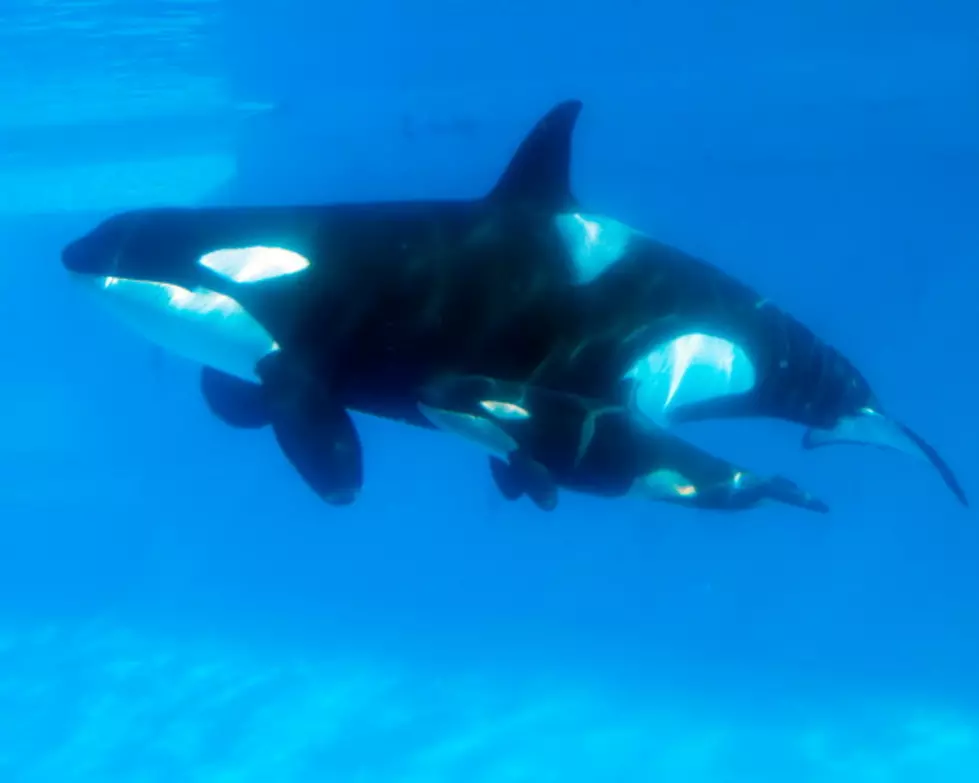 SeaWorld to Stop Breeding Orcas, Making Them Perform Tricks