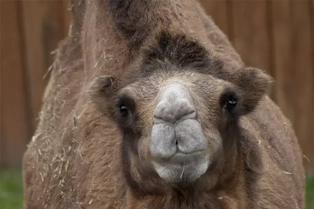 The Utica Zoo Is Getting A New Camel