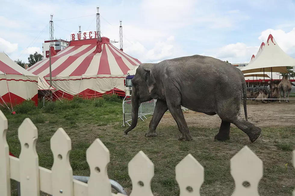 Circus Lionized for Cutting Animal Acts Will Bring Them Back