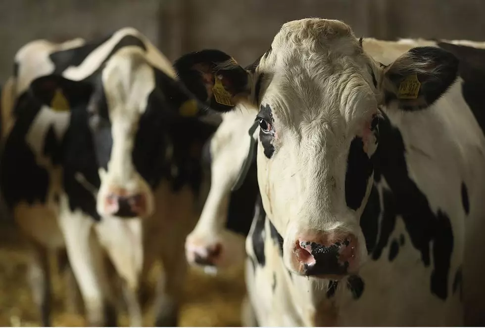 2 Dozen Dead Cows on NY Farm