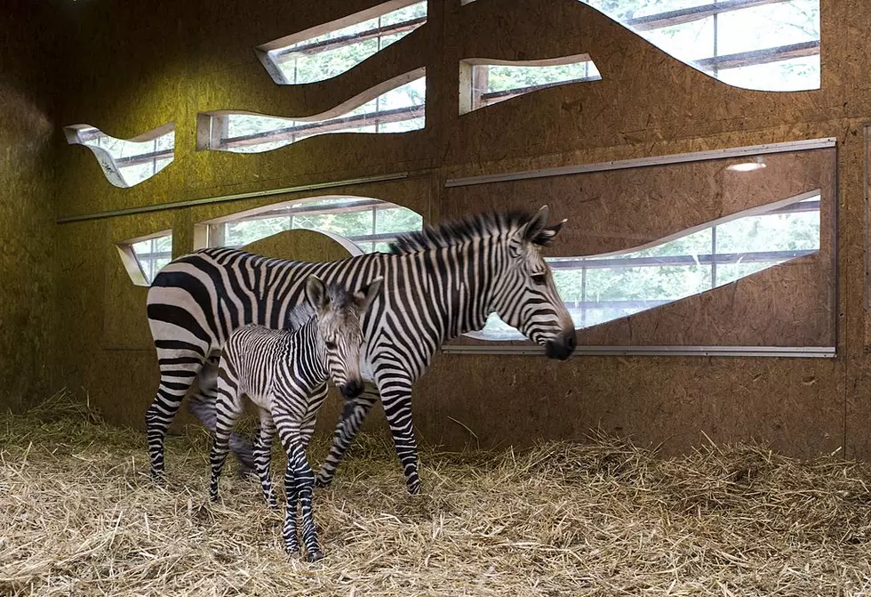 Zebra Born In Upstate NY During Snowstorm Is Named Blizzard