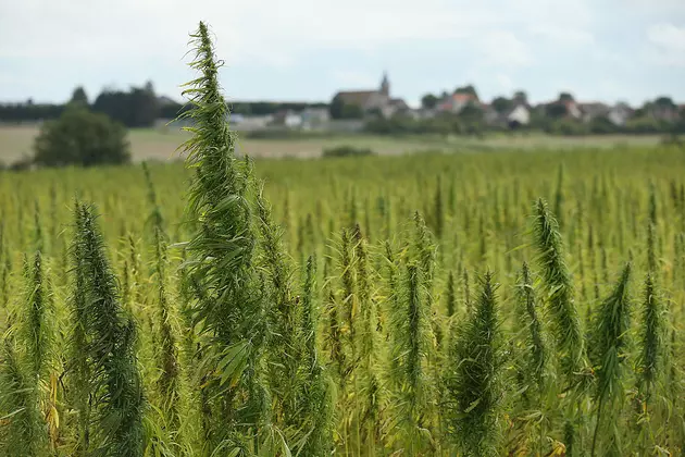 New York Invites Applications For Growing, Researching Hemp
