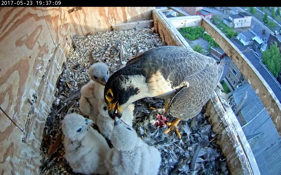 You May Be The One To Name The New Peregrine Falcon Chicks