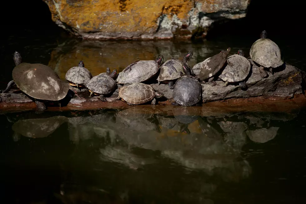27 Turtles Rescued From Poaching Attempt In NYC Park