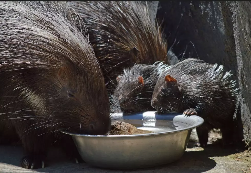 African Crested Porcupines Born At Utica Zoo