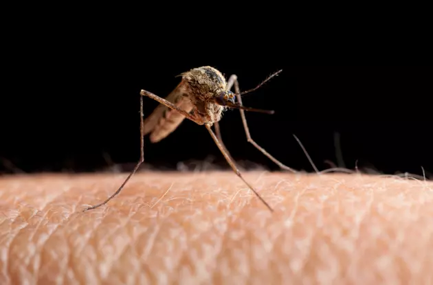 Health Officials Detect Mosquitoes Carrying West Nile Virus