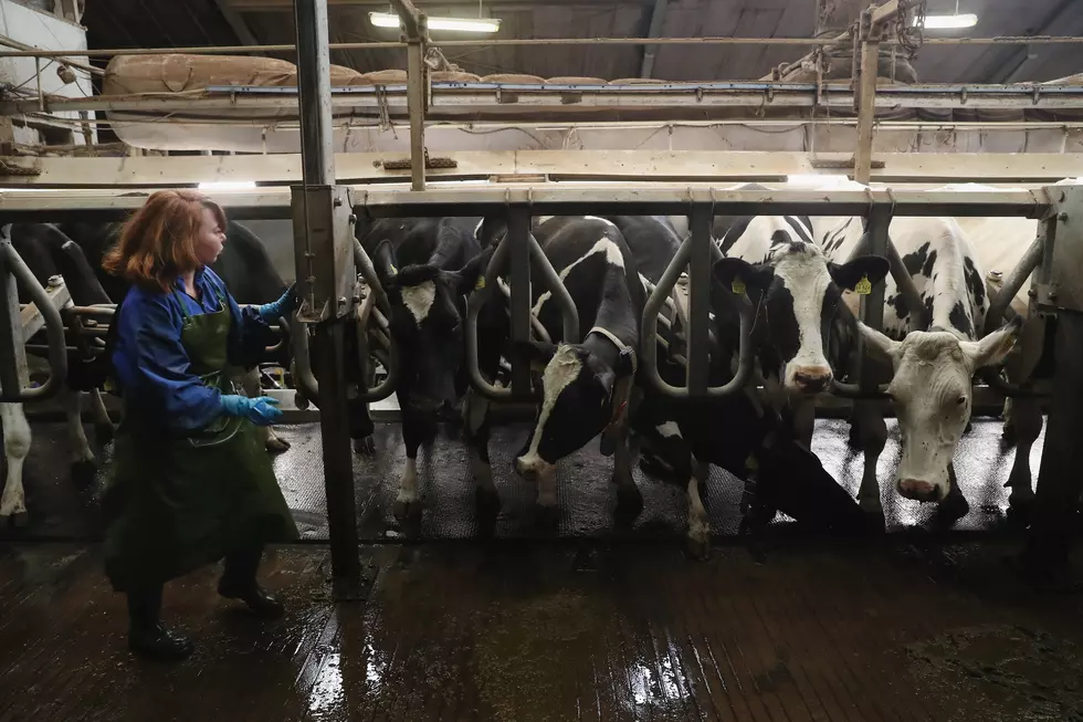 Milk Co-op Mailing Highlights Suicide Risk For Dairy Farmers