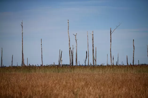 Seas Rise, Trees Die: Climate Change Before Your Eyes