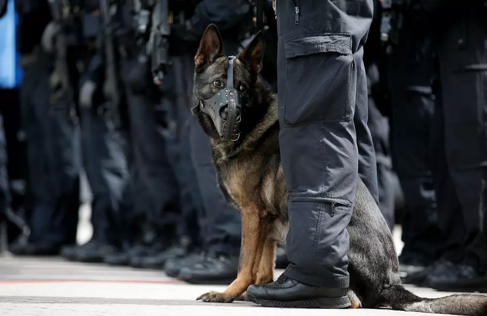 Police Dog Chokes
