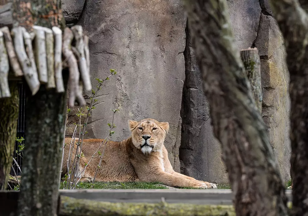 Syracuse Zoo-Lion Dies