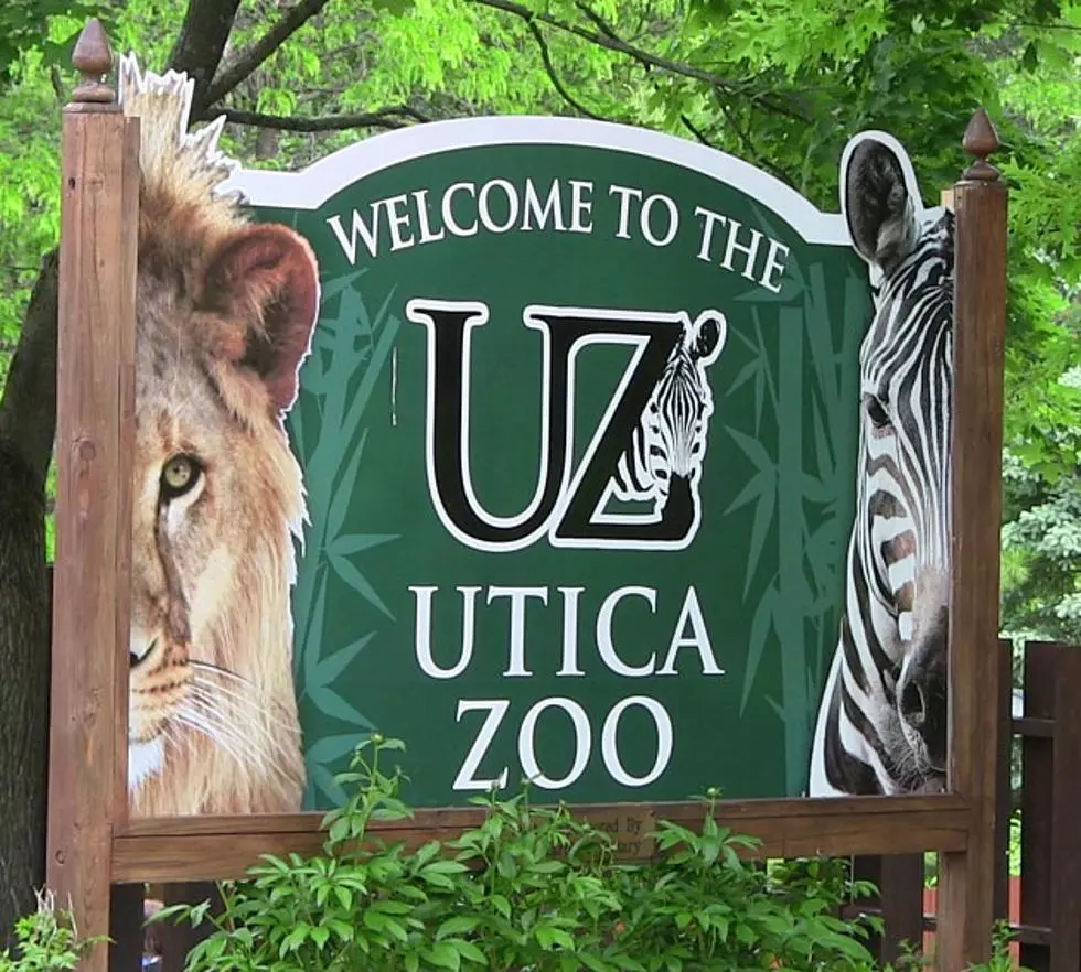 Oh Mama! Utica Zoo Celebrates Baby Birth. Meet the Newbie