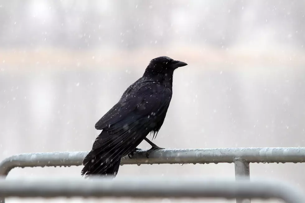 Flocks of Crows Invading Tree Tops In Central New York