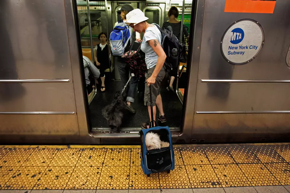 New York To Allow Pets On Public Transit During Evacuations