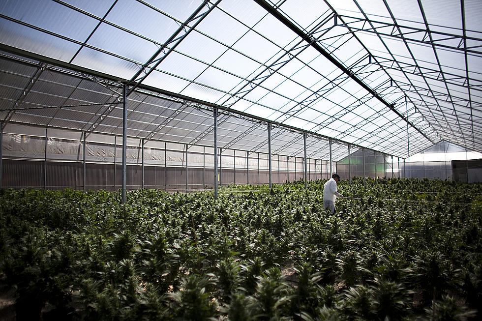 New York's 1st Marijuana Growing Licenses Go To 52 Farmers