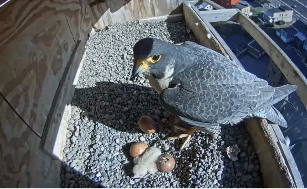 Utica Peregrine Falcon Eggs Already Hatching For Sixth Straight Year