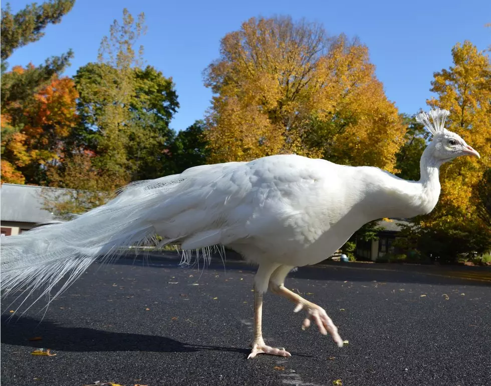 Utica Zoo Mourns The Passing Of White Peacock 'Merlin'