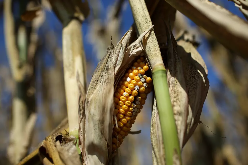 Farmers' Loyalty to Trump Tested Over New Corn-Ethanol Rules