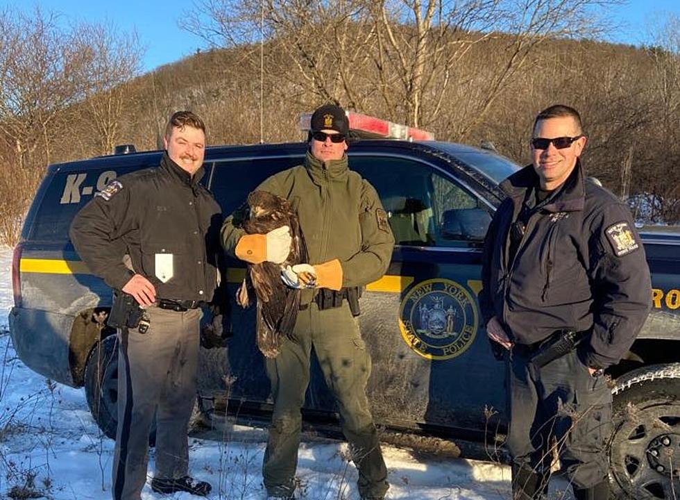 New York State Police Rescue Injured Bald Eagle