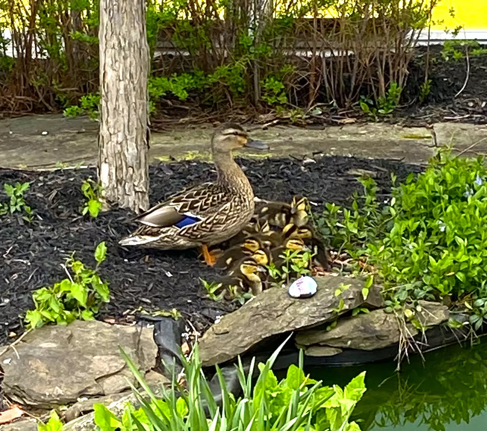 Wild Ducklings Hatched in School Pond, A Must-See Video