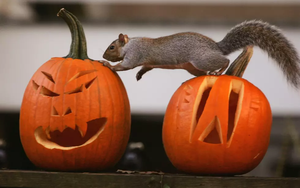 Which Ethnic Group Brought Carving Halloween Pumpkins to America?