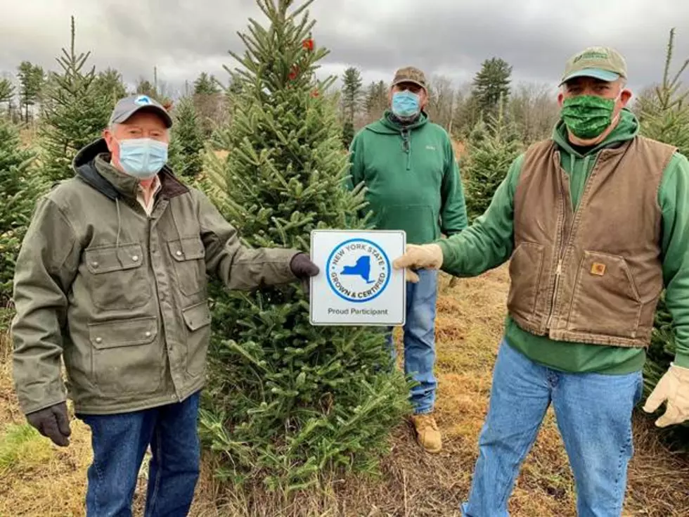 Tree Cutting Promotes NYS Christmas Tree Farms