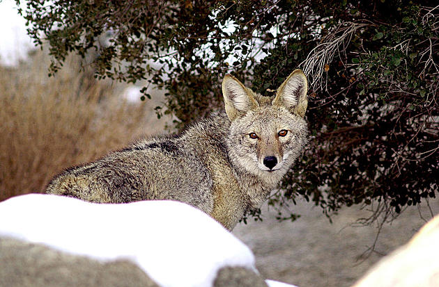 Sheriff And DEC Issue Tips To Avoid Coyote Confilcts