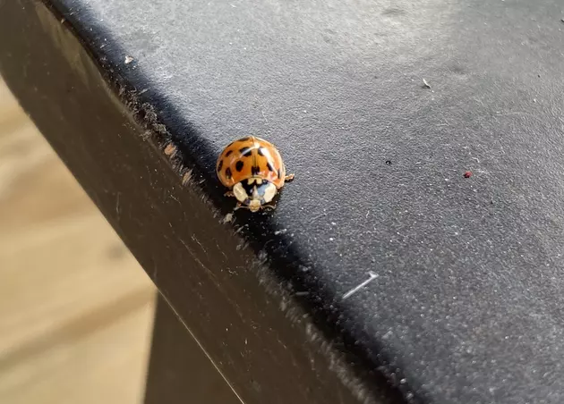 This Lady Bug Imposter Looks Harmless, But it&#8217;s a Nasty Invasive Insect