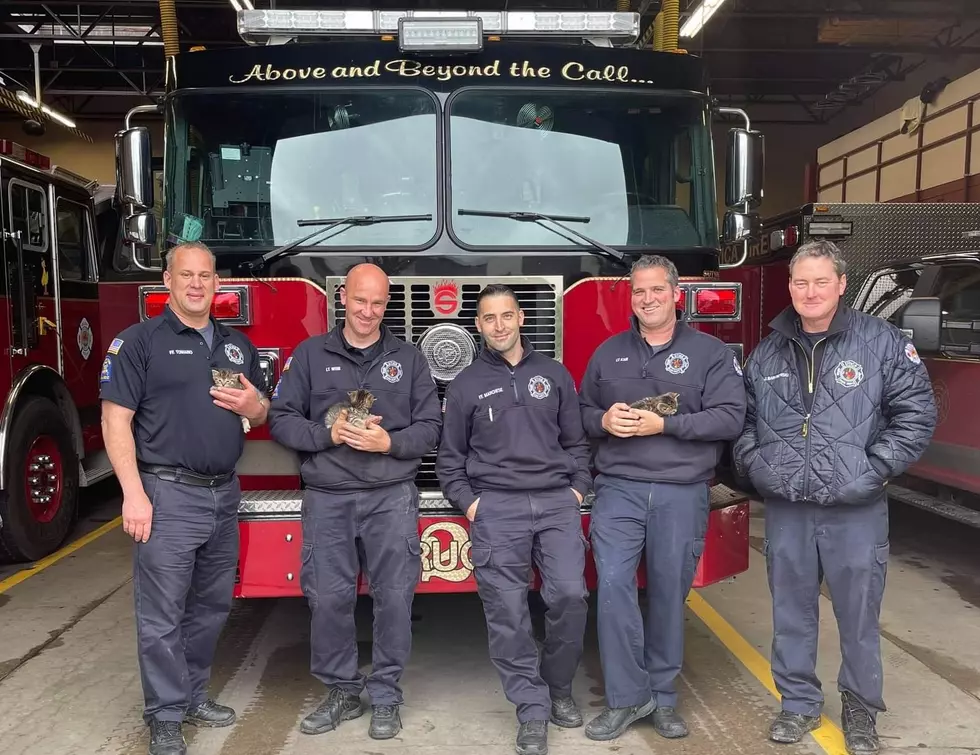 Utica Fire Fighters Save Kittens From Flooded Basement