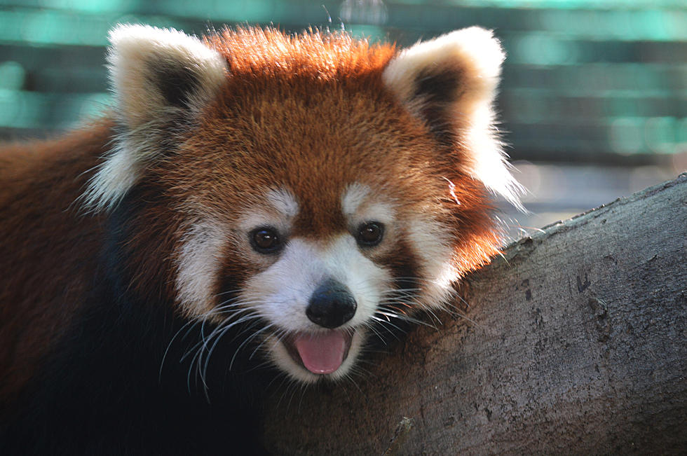 Celebrate Red Panda Day At The Utica Zoo