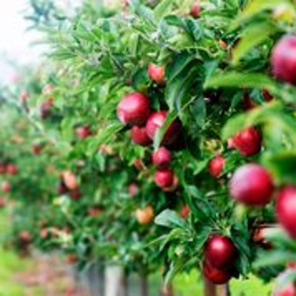 Beak & Skiff Apple Orchard Named #1 In The Country By USA Today