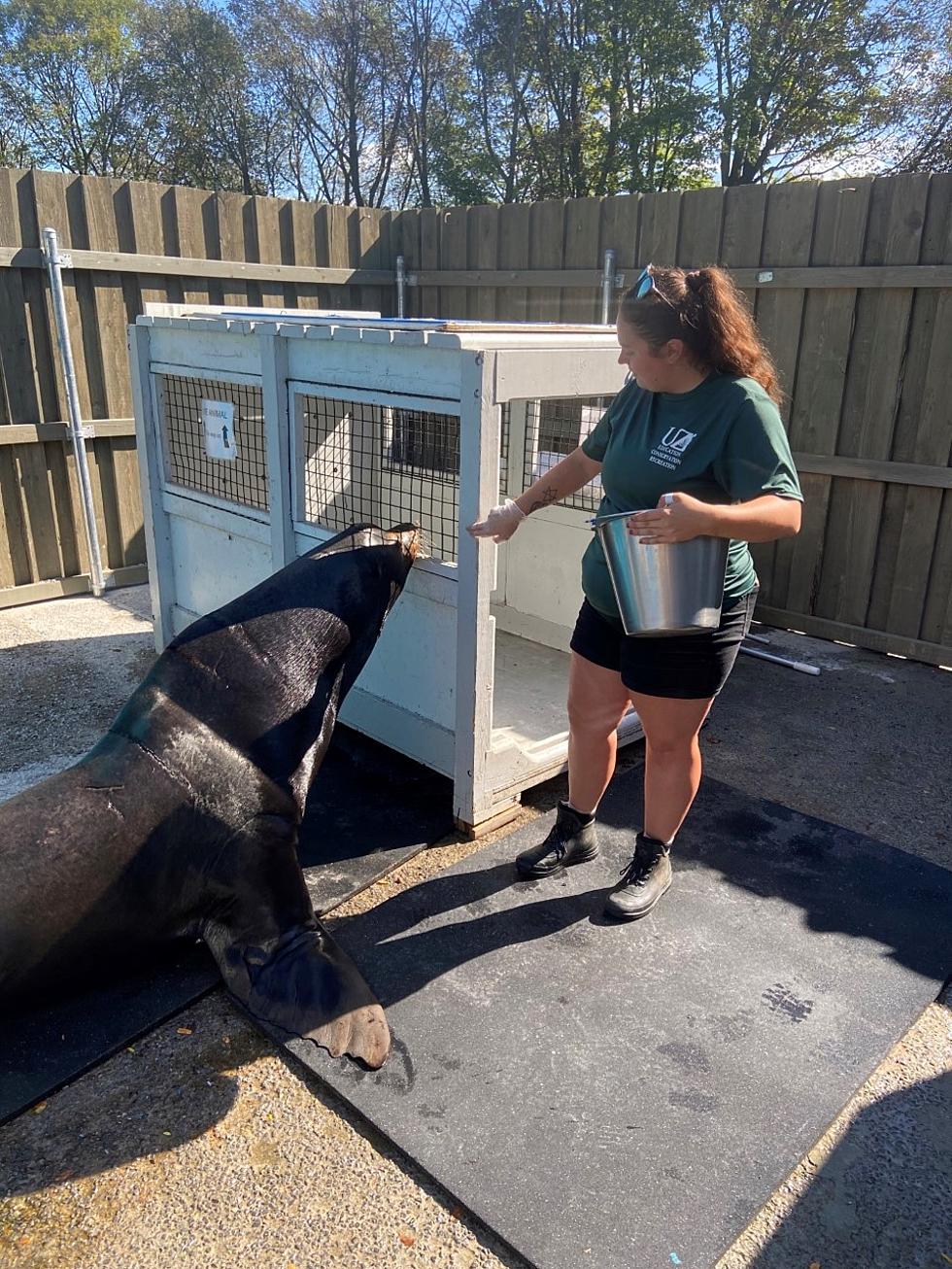 Utica Zoo Says Good Bye To Popular Sea Lions &#8216;Porter&#8217; And &#8216;Munchkin&#8217;