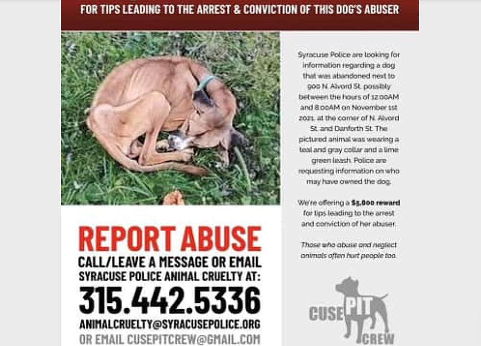Heartbreaking Animal Abuse: Syracuse Offer $5,800 Reward