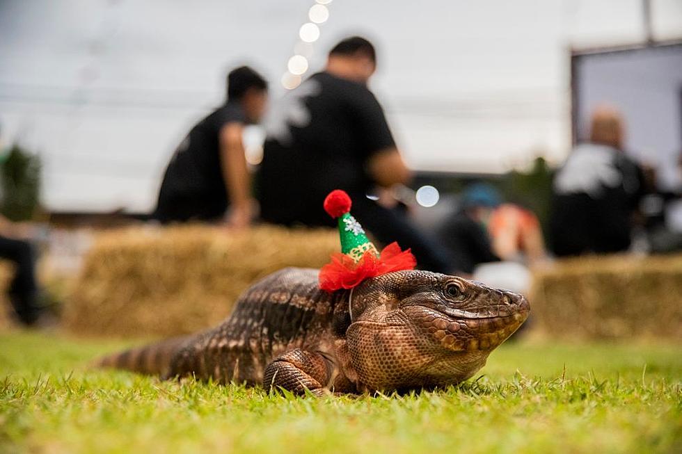 Christmas Party for Monitor Lizards That You Would Not See in Central New York