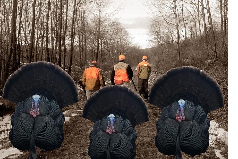 In Close Sight: NY Spring Turkey Season
