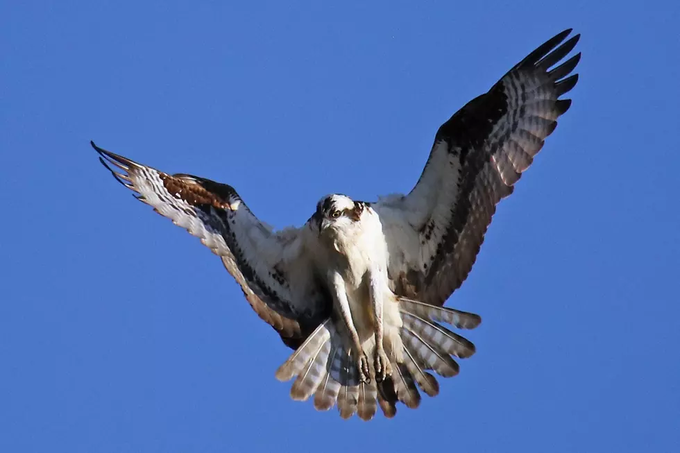 Watch Osprey Swoop In and Grab Koi Fish from Whitestown Fish Pond
