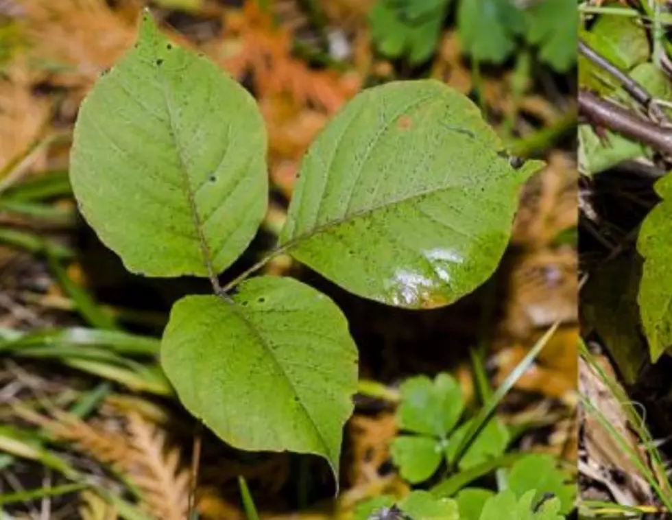 New Way to Spot Poison Ivy, and a Better, Safe Way to Kill Weeds