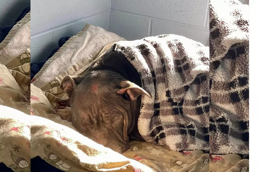 How Much?! Reward for Info in CNY Abandoned Dog Case Triples