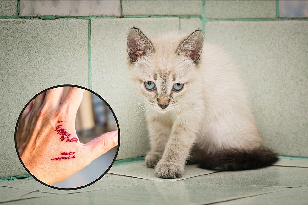 Kittens Expose 9 People to Rabies in Central NY City