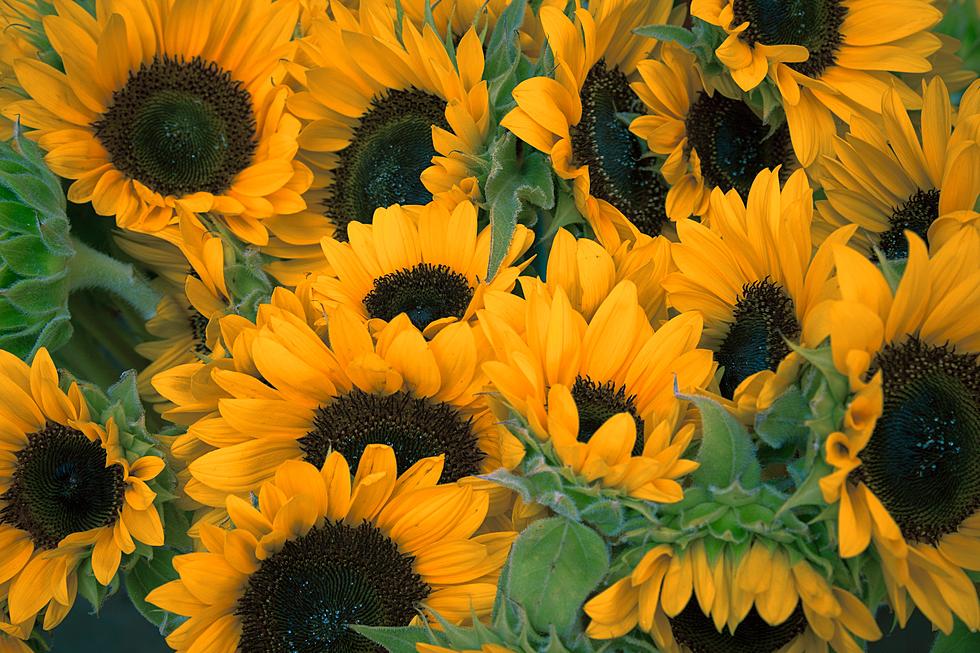 Owner of Popular Central New York Sunflower Farm Passes Away