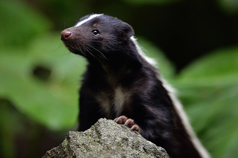 Multiple Skunks Found Dead in Herkimer County, One Tests Positive for Rabies