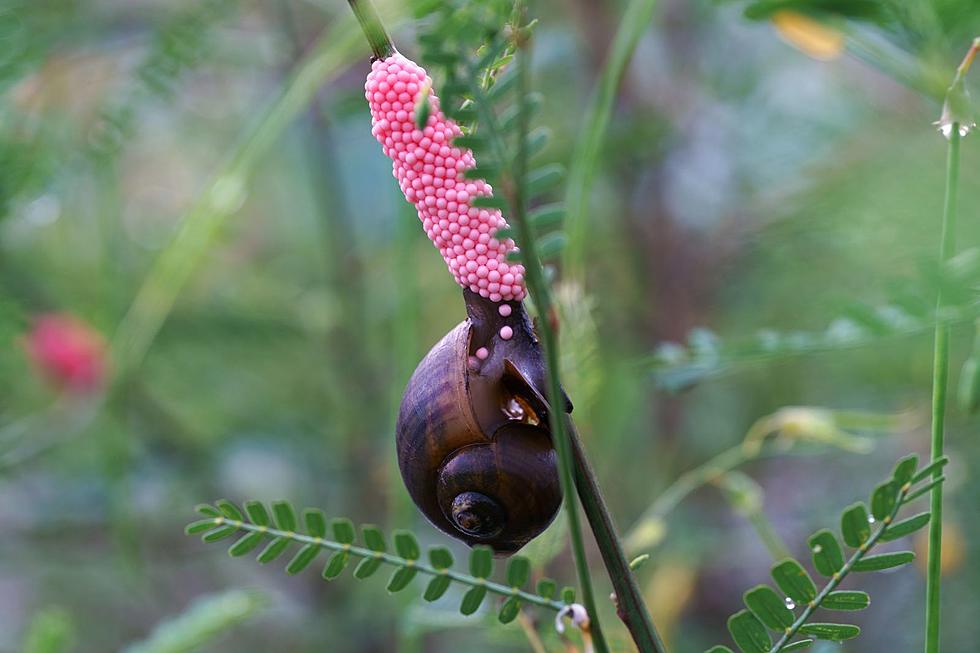 New Yorkers Urged to Watch out for Extremely Invasive Snail That Carry Deadly Parasites