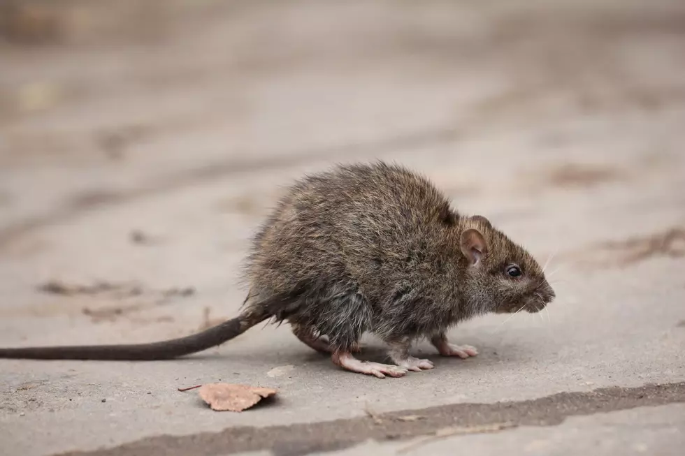 New York Considers Using Birth Control to Fix Its Rat Problem