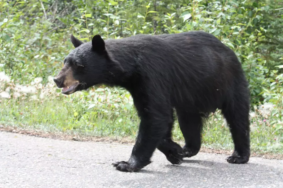 Two Men Hospitalized after Hitting Black Bear in Central New York