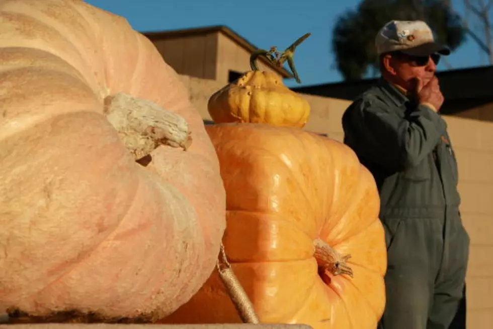 New Sport Of Competitive Pumpkin Growing