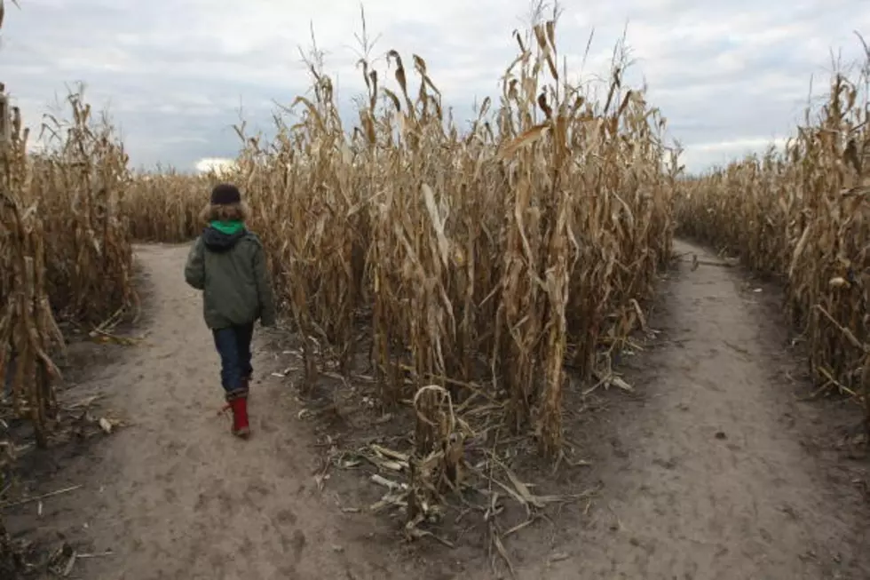 Corn Mazes In The Utica Area