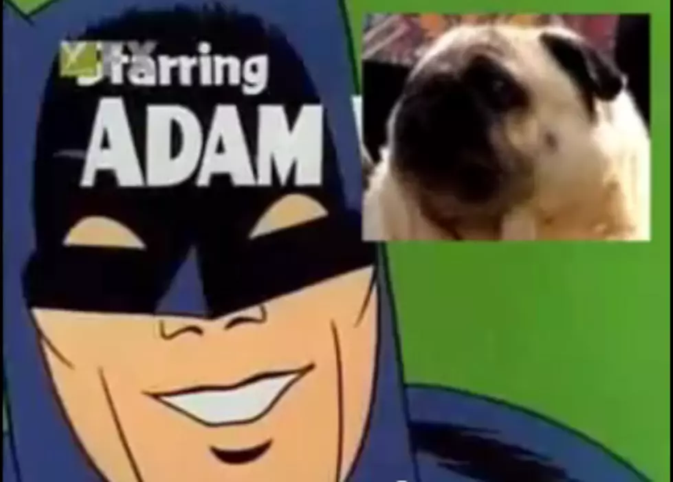 Dog Sings Theme From Batman TV Show [VIDEO]
