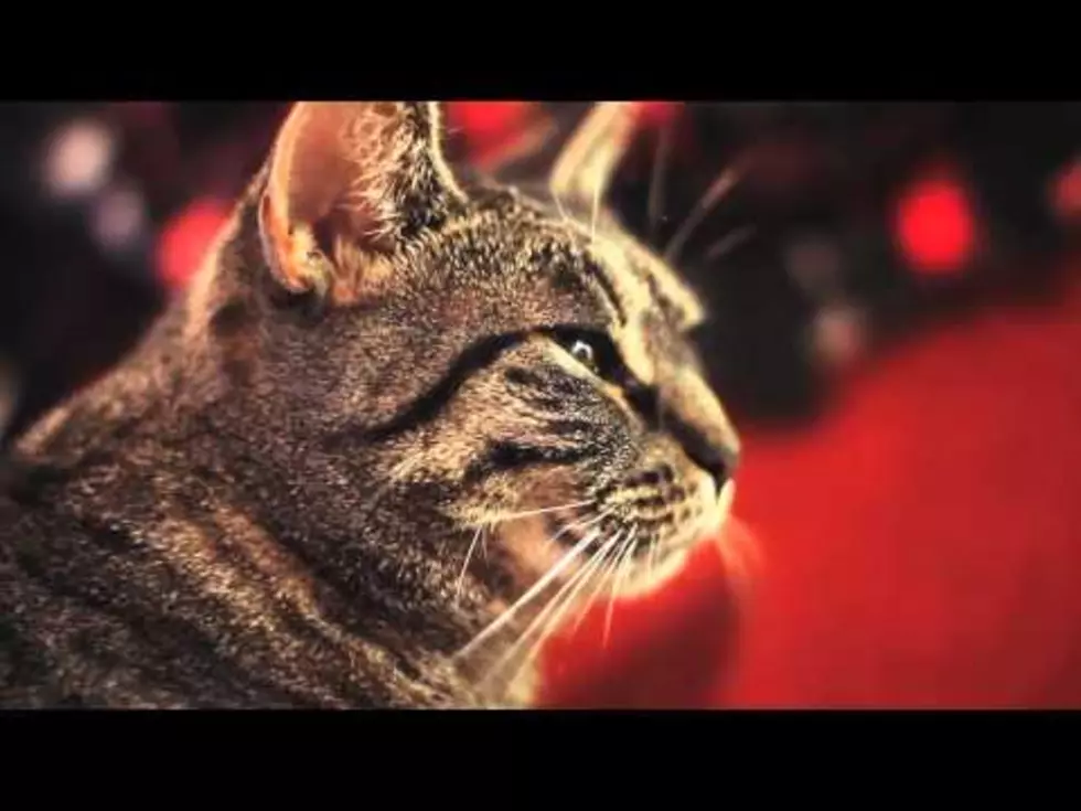 This Cat Knows How to Rock! [VIDEO]