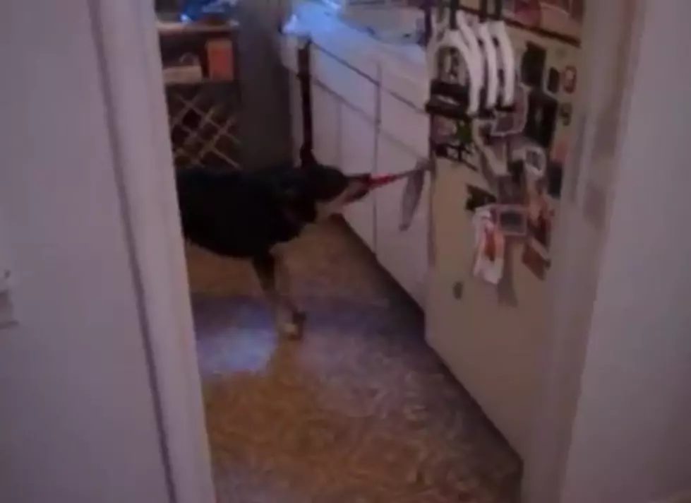 This Dog is a Genius! [VIDEO]