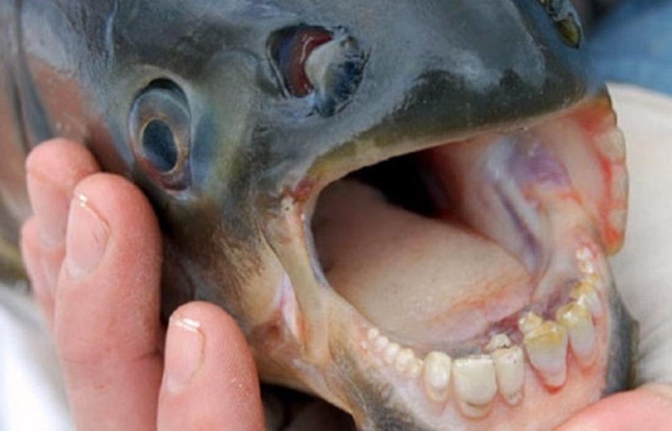 The Sharped-Tooth Pacu Fish Will Eat Your Male Parts